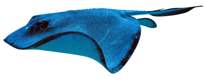 Photo d'une raie Pastenague